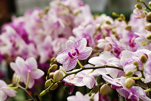 Orchideen in der Farbe Rosa und Weiß