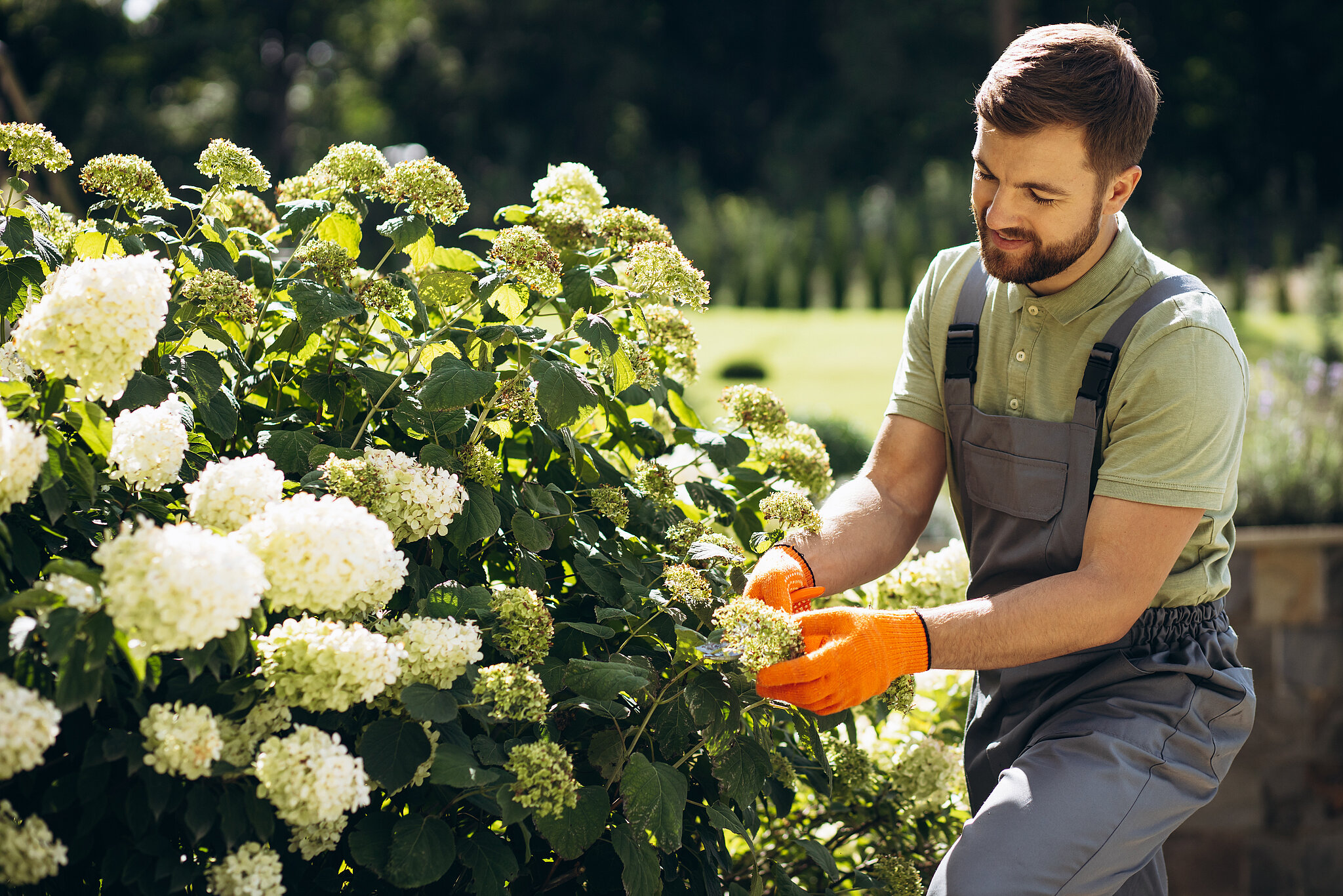Mann mit Arbeitskleidung steht vor einem Hortensienbusch und schneidet die trockenen Blüten