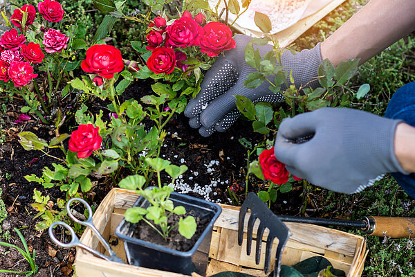 Hände mit Handschuhen geben Pflanzendünger in Form von Kügelchen in ein Rosenbeet 