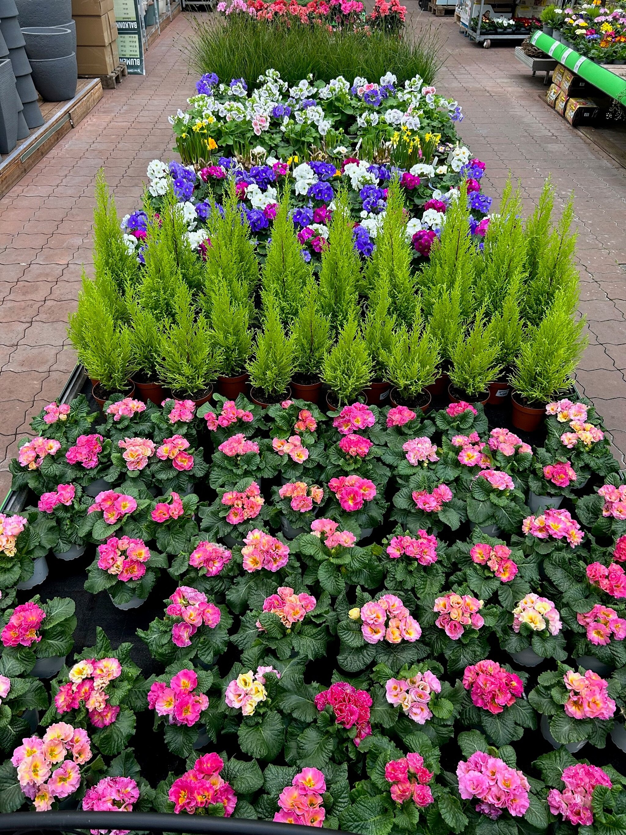Gartenblumen und Pflanzen stehen im Floraland des hagebaumarktes Adendorf