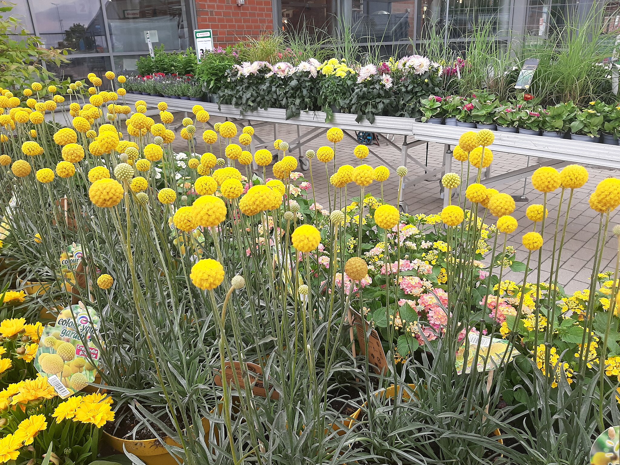 Gartenabteilung mit verschiedenen Grünpflanzen it gelber Blüte